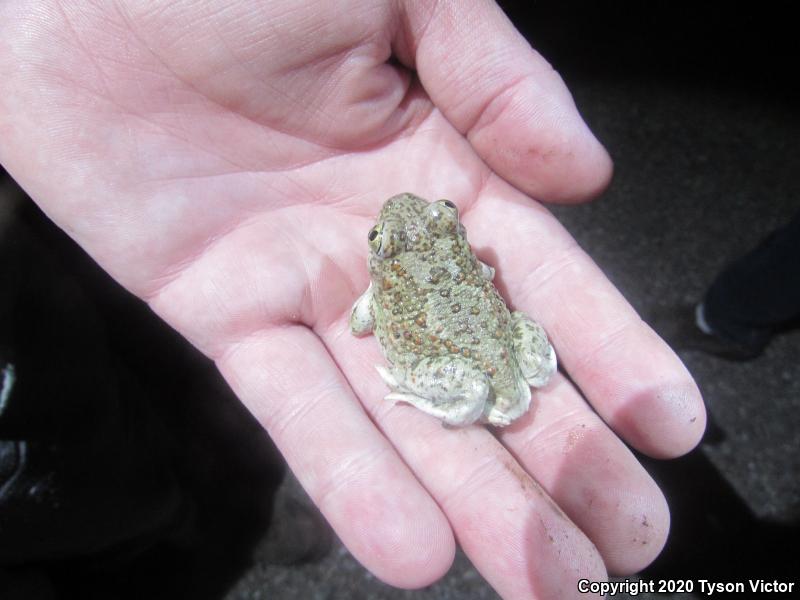 Chihuahuan Desert Spadefoot (Spea multiplicata stagnalis)