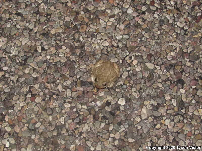 Chihuahuan Desert Spadefoot (Spea multiplicata stagnalis)