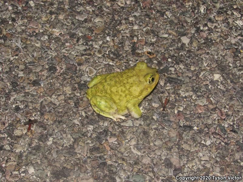 Couch's Spadefoot (Scaphiopus couchii)