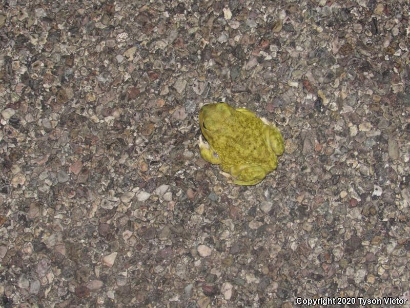 Couch's Spadefoot (Scaphiopus couchii)