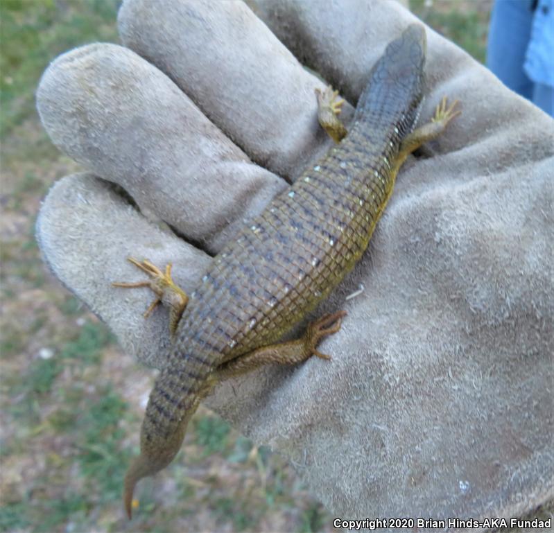 Sierra Alligator Lizard (Elgaria coerulea palmeri)