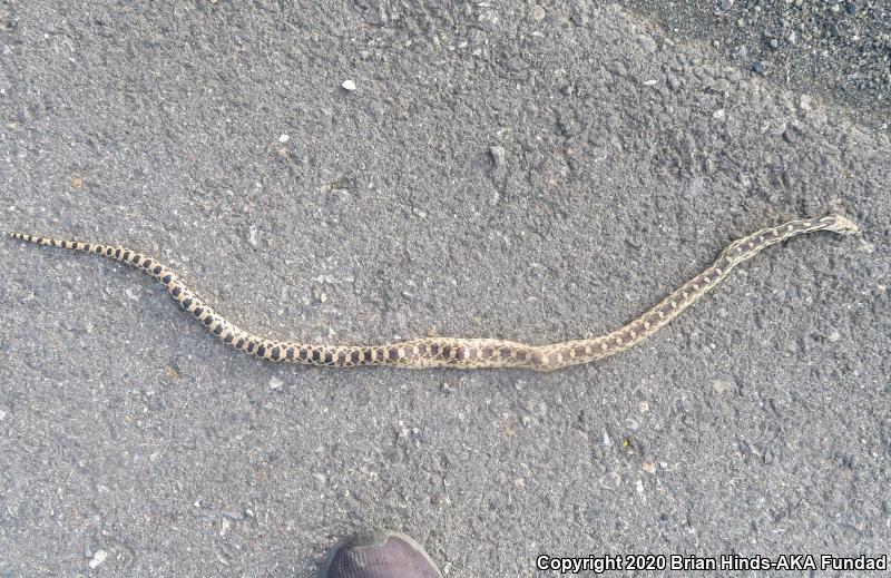 Great Basin Gopher Snake (Pituophis catenifer deserticola)