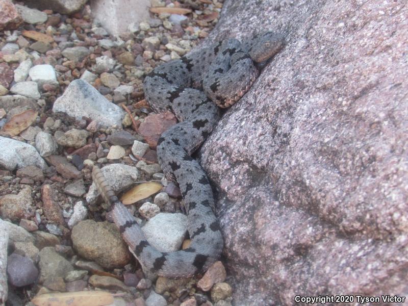 Banded Rock Rattlesnake (Crotalus lepidus klauberi)