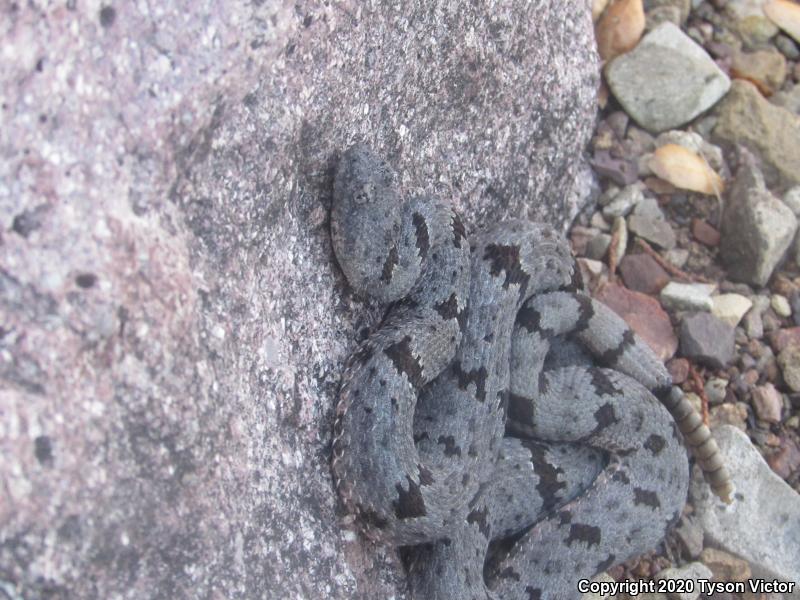 Banded Rock Rattlesnake (Crotalus lepidus klauberi)