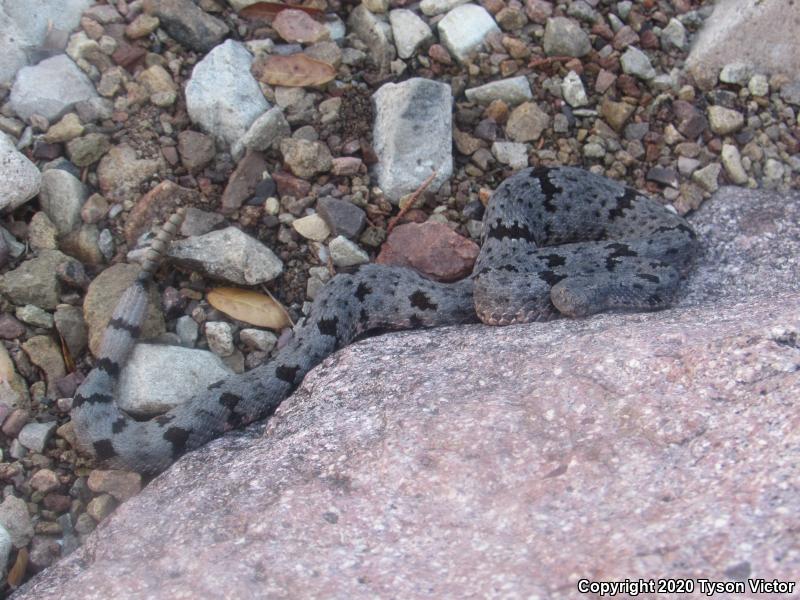 Banded Rock Rattlesnake (Crotalus lepidus klauberi)