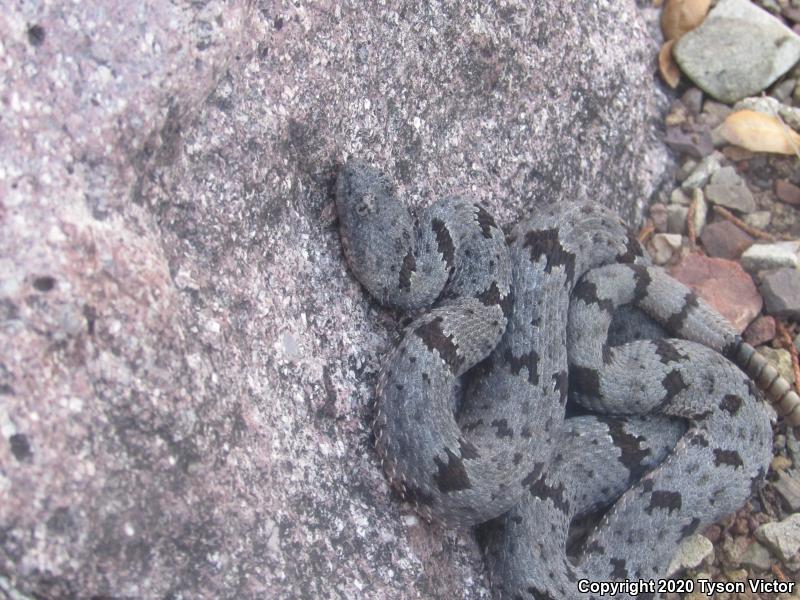 Banded Rock Rattlesnake (Crotalus lepidus klauberi)