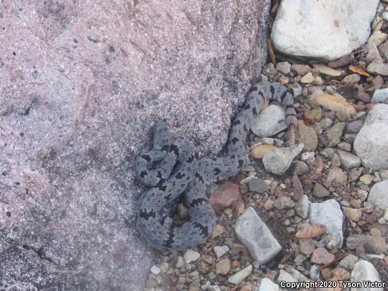 Banded Rock Rattlesnake (Crotalus lepidus klauberi)