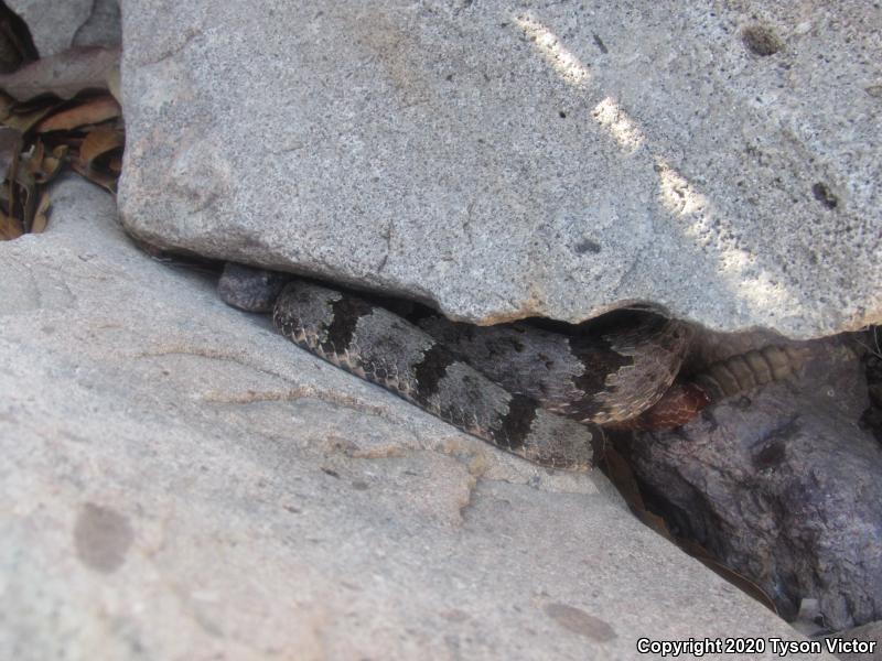 Banded Rock Rattlesnake (Crotalus lepidus klauberi)