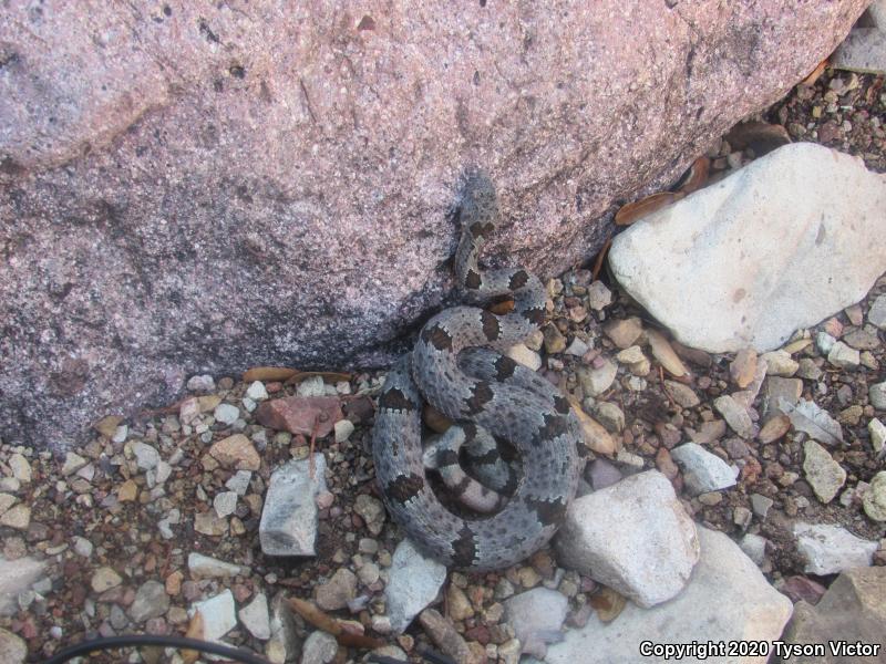 Banded Rock Rattlesnake (Crotalus lepidus klauberi)