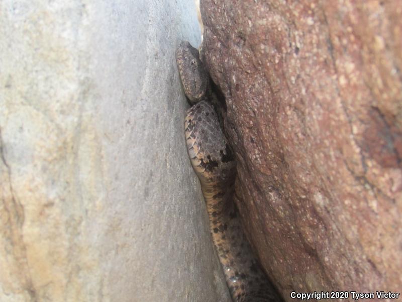 Banded Rock Rattlesnake (Crotalus lepidus klauberi)