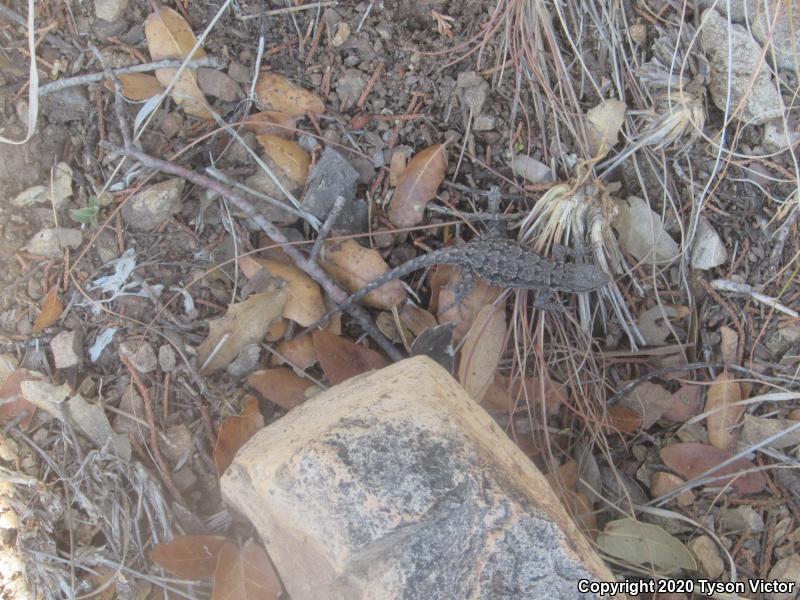 Schott's Tree Lizard (Urosaurus ornatus schottii)