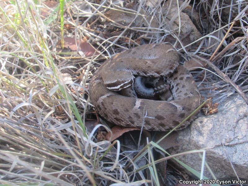 Arizona Ridge-nosed Rattlesnake (Crotalus willardi willardi)