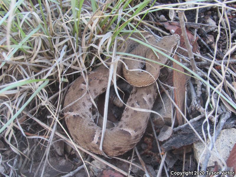 Arizona Ridge-nosed Rattlesnake (Crotalus willardi willardi)