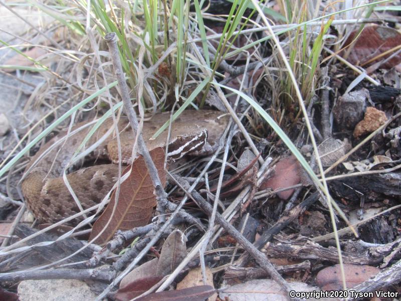 Arizona Ridge-nosed Rattlesnake (Crotalus willardi willardi)