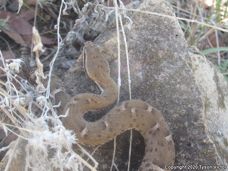 Arizona Ridge-nosed Rattlesnake (Crotalus willardi willardi)