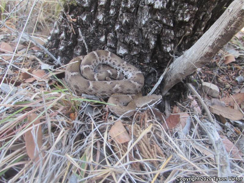 Arizona Ridge-nosed Rattlesnake (Crotalus willardi willardi)