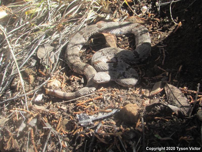 Banded Rock Rattlesnake (Crotalus lepidus klauberi)