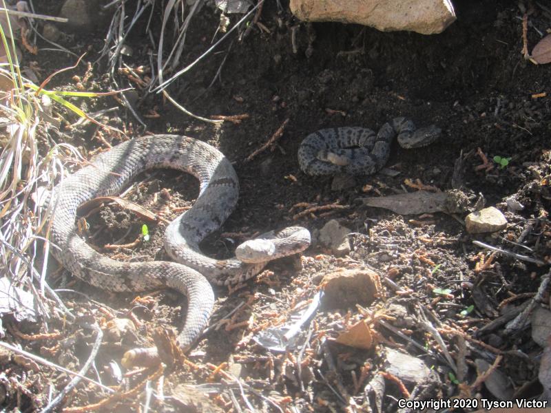 Banded Rock Rattlesnake (Crotalus lepidus klauberi)