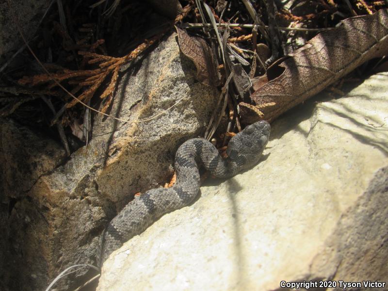 Banded Rock Rattlesnake (Crotalus lepidus klauberi)