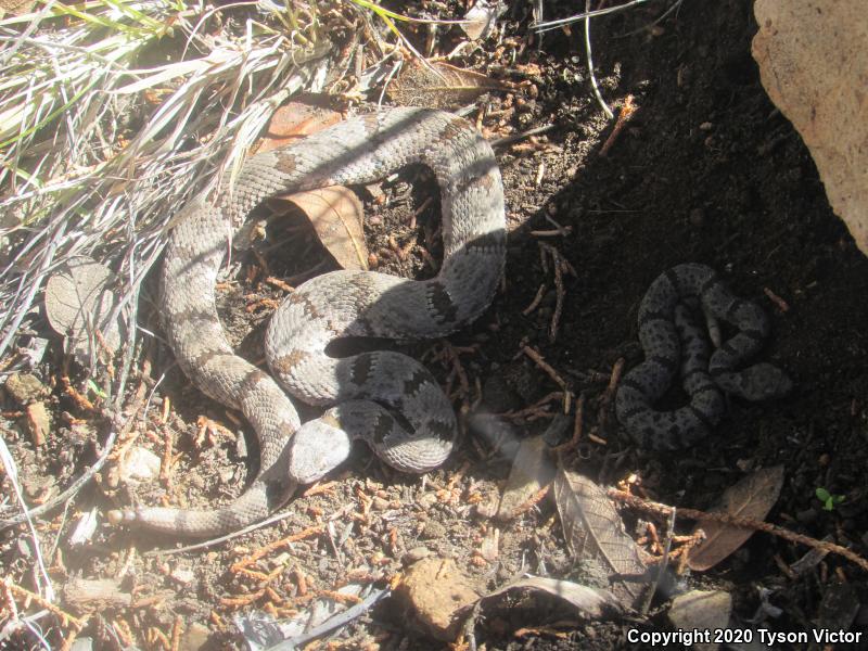 Banded Rock Rattlesnake (Crotalus lepidus klauberi)