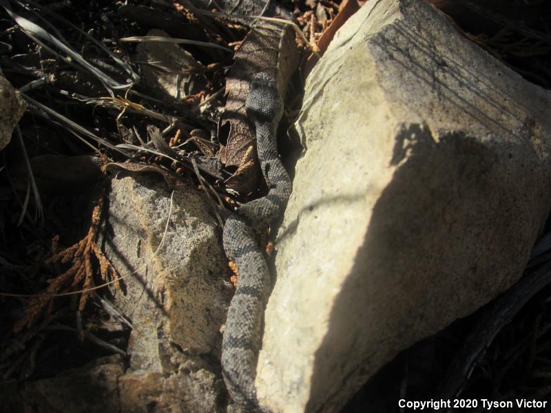 Banded Rock Rattlesnake (Crotalus lepidus klauberi)