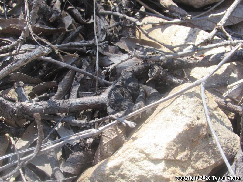 Banded Rock Rattlesnake (Crotalus lepidus klauberi)