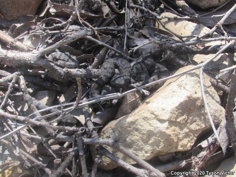 Banded Rock Rattlesnake (Crotalus lepidus klauberi)