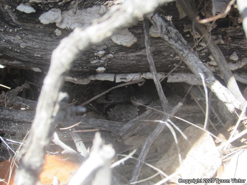 Banded Rock Rattlesnake (Crotalus lepidus klauberi)