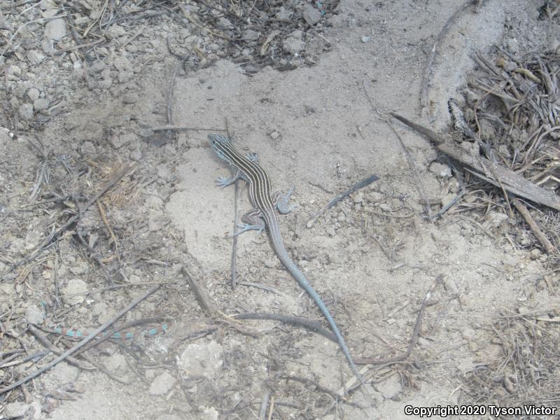 Arizona Striped Whiptail (Aspidoscelis arizonae)