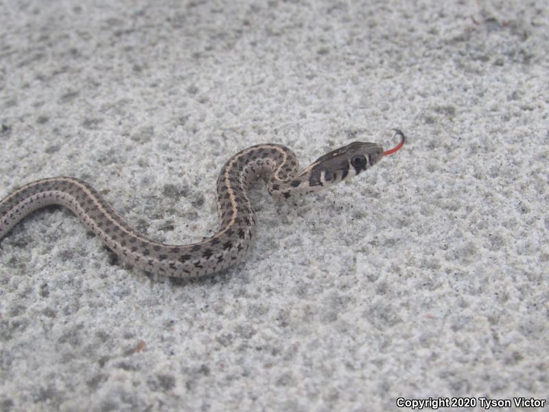 Checkered Gartersnake (Thamnophis marcianus marcianus)