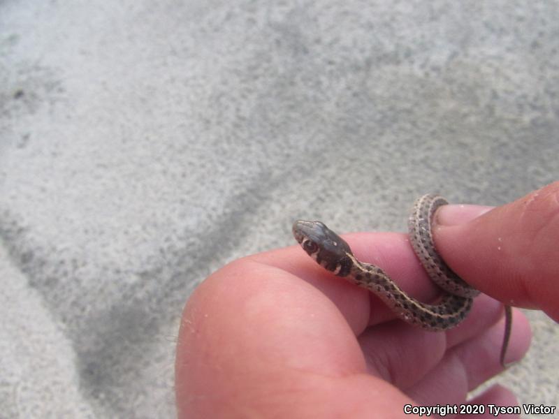 Checkered Gartersnake (Thamnophis marcianus marcianus)