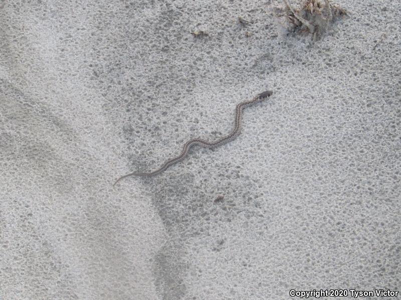 Checkered Gartersnake (Thamnophis marcianus marcianus)