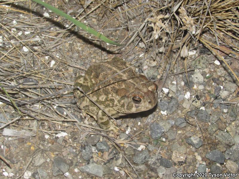 Great Plains Toad (Anaxyrus cognatus)