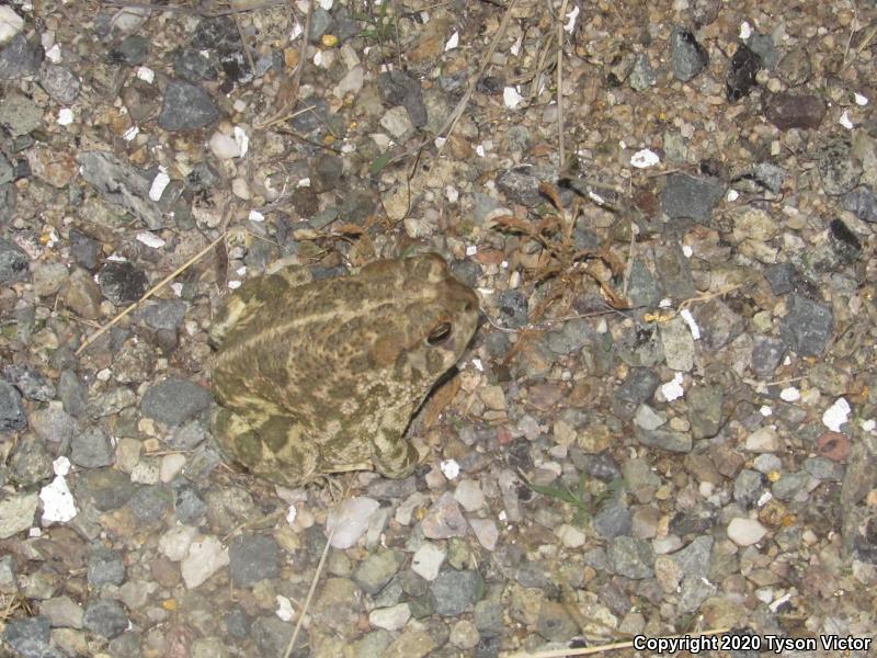 Great Plains Toad (Anaxyrus cognatus)