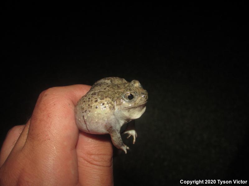 Chihuahuan Desert Spadefoot (Spea multiplicata stagnalis)