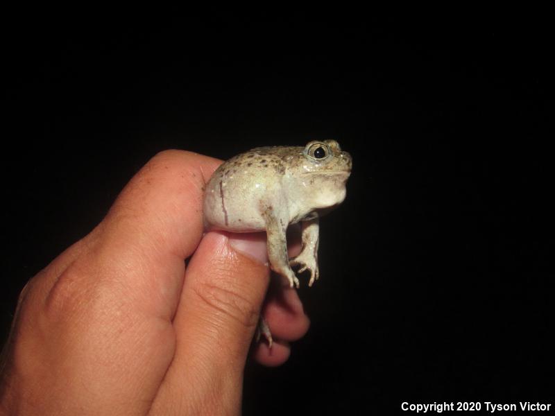 Chihuahuan Desert Spadefoot (Spea multiplicata stagnalis)