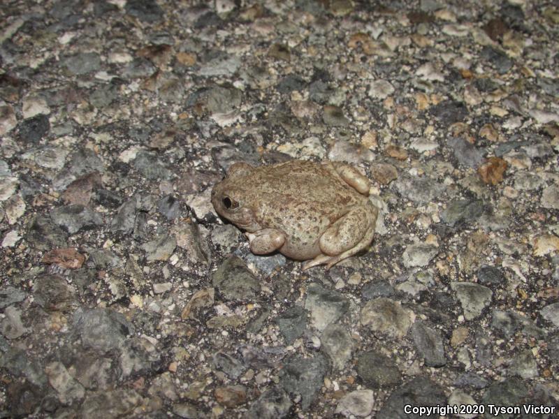 Chihuahuan Desert Spadefoot (Spea multiplicata stagnalis)