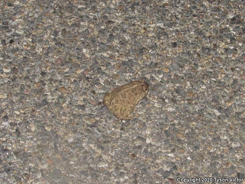 Great Plains Toad (Anaxyrus cognatus)