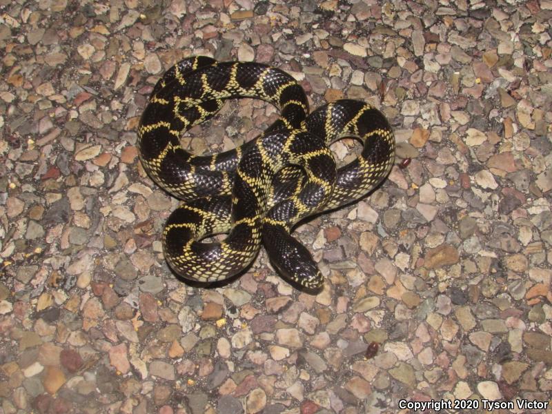 Desert Kingsnake (Lampropeltis getula splendida)