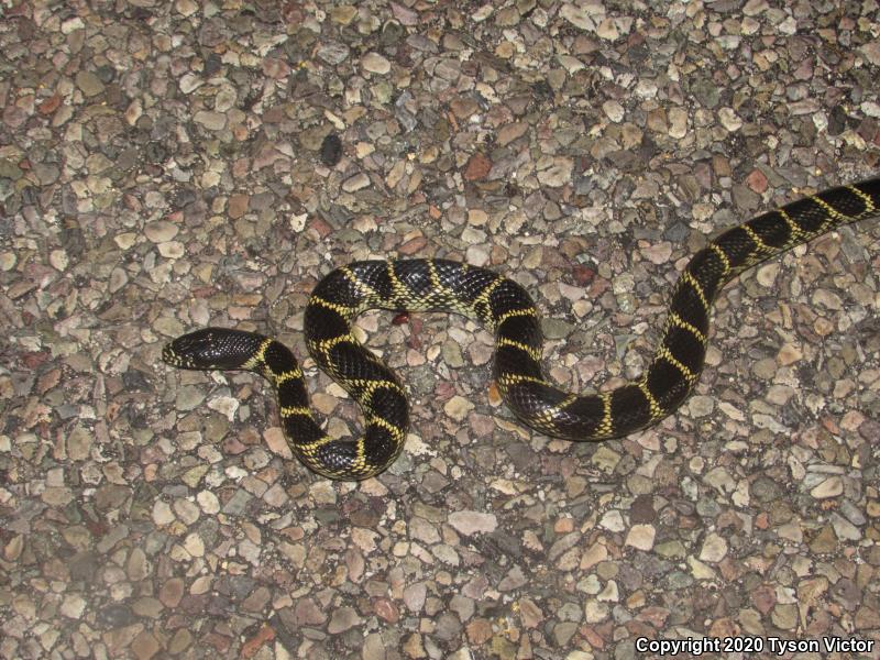 Desert Kingsnake (Lampropeltis getula splendida)