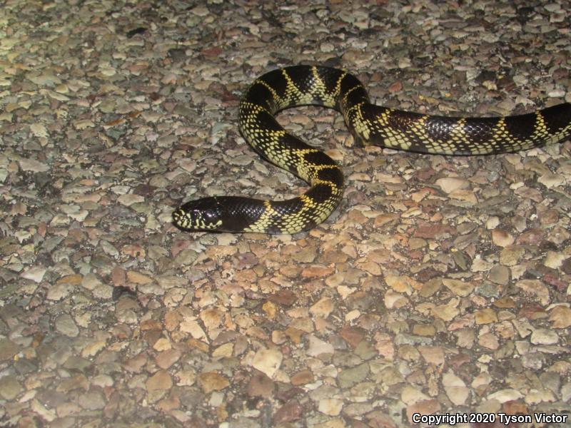 Desert Kingsnake (Lampropeltis getula splendida)