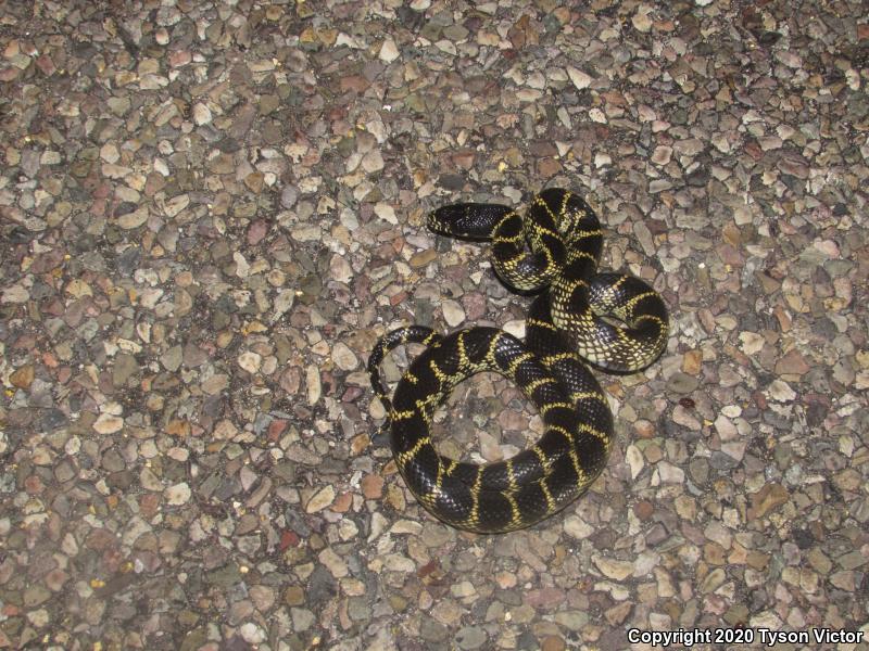 Desert Kingsnake (Lampropeltis getula splendida)