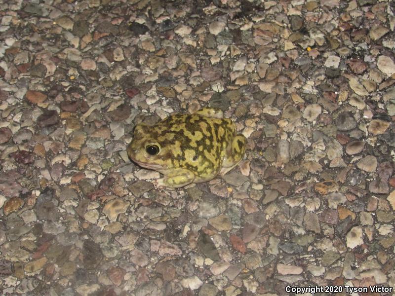 Couch's Spadefoot (Scaphiopus couchii)