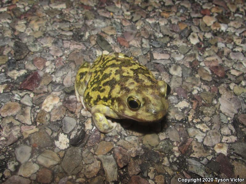 Couch's Spadefoot (Scaphiopus couchii)