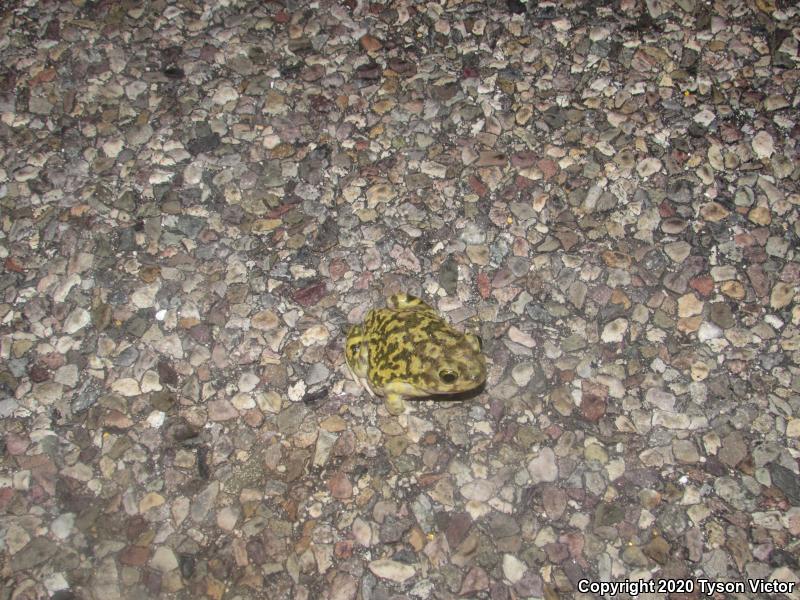 Couch's Spadefoot (Scaphiopus couchii)