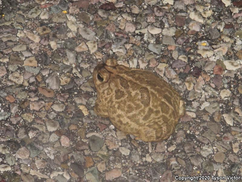 Great Plains Toad (Anaxyrus cognatus)