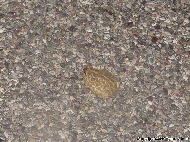 Great Plains Toad (Anaxyrus cognatus)