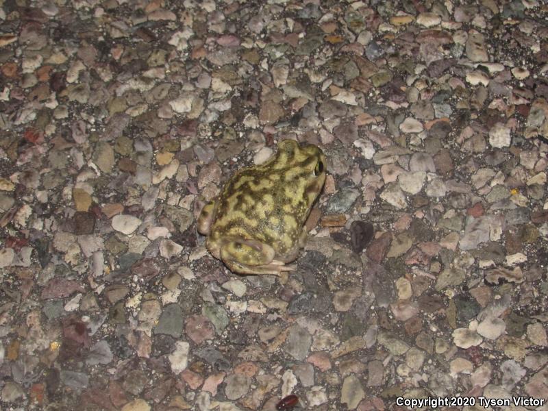 Couch's Spadefoot (Scaphiopus couchii)