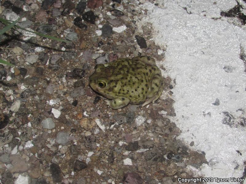 Couch's Spadefoot (Scaphiopus couchii)