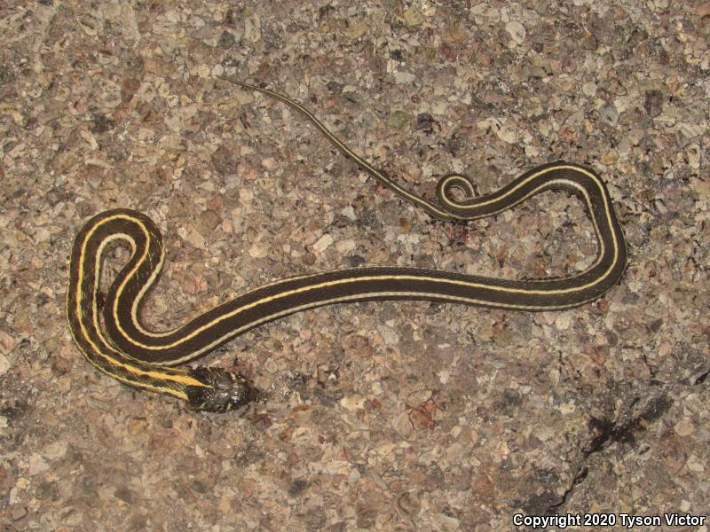 Western Black-necked Gartersnake (Thamnophis cyrtopsis cyrtopsis)